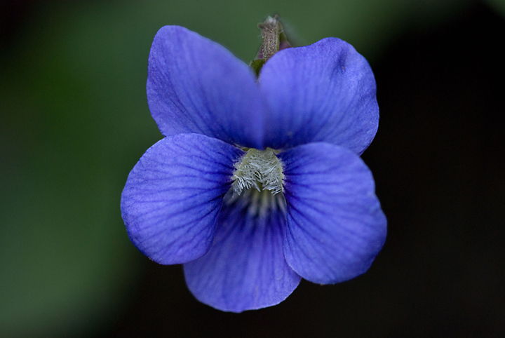 Name:  blue-violet-08-83-110.jpg
Views: 402
Size:  198.4 KB